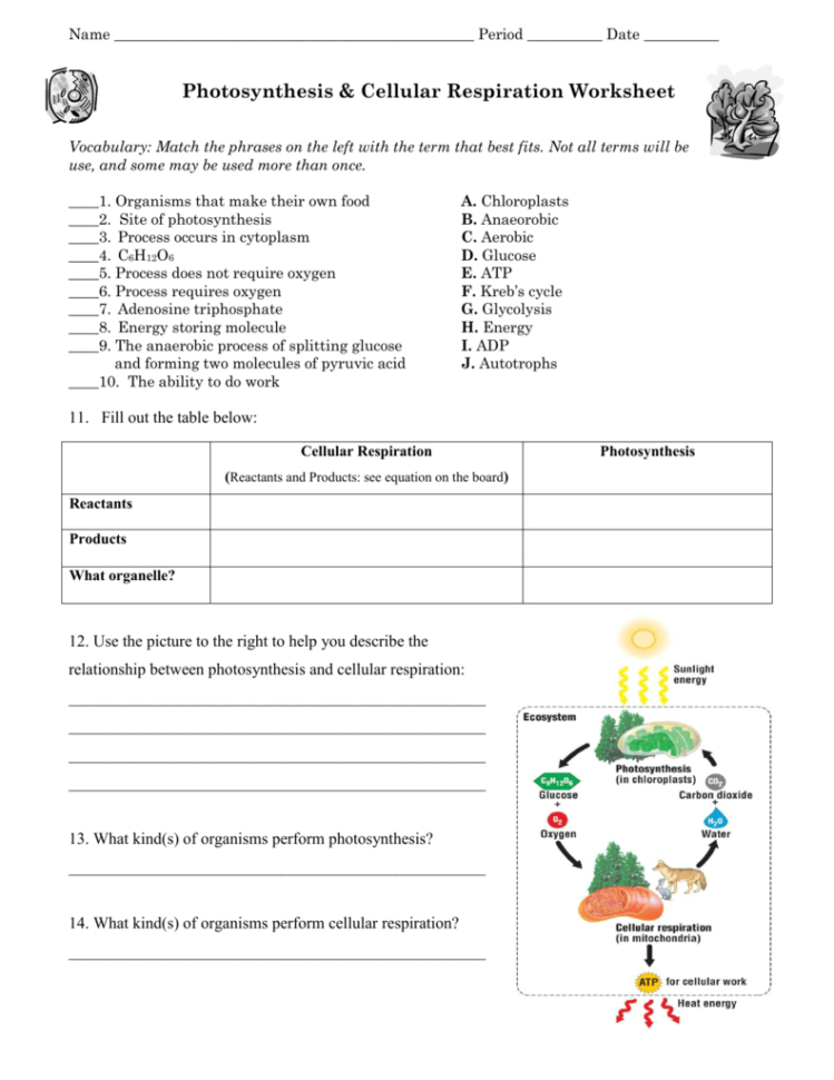 Photosynthesis  Cellular Respiration Worksheet