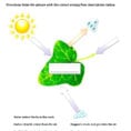 Photosynthesis Coloring Pages Worksheets – Oneupcolorco