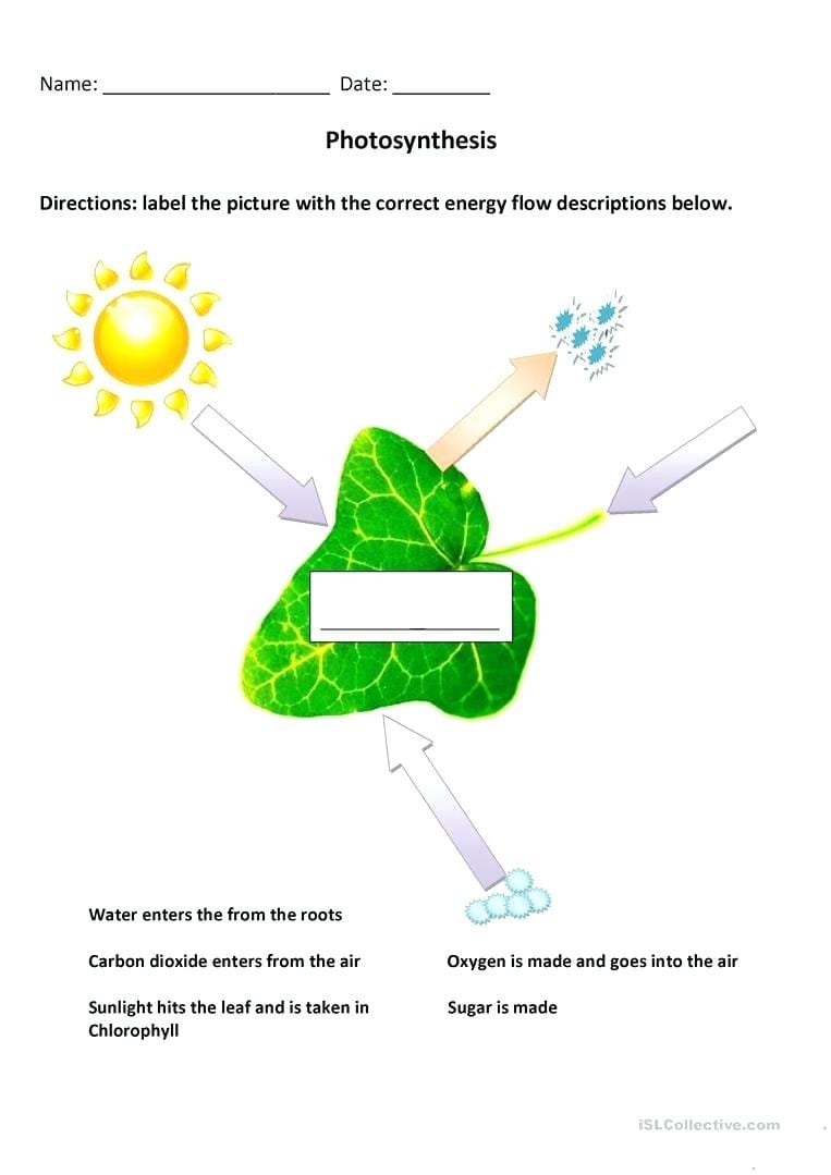 Photosynthesis Coloring Pages Worksheets – Oneupcolorco