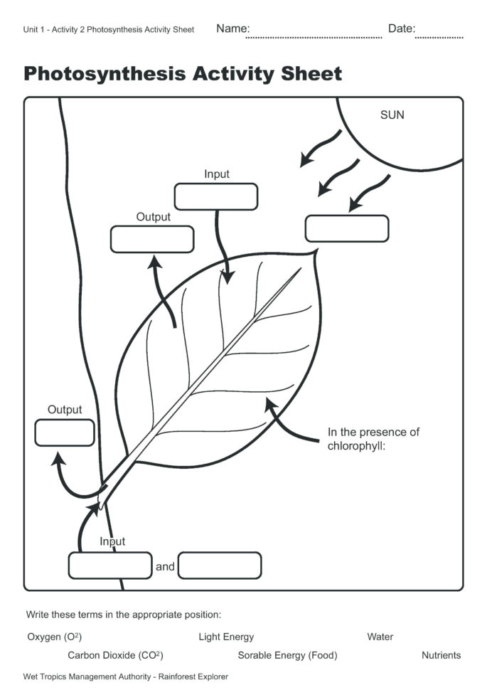 Photosynthesis Coloring Page