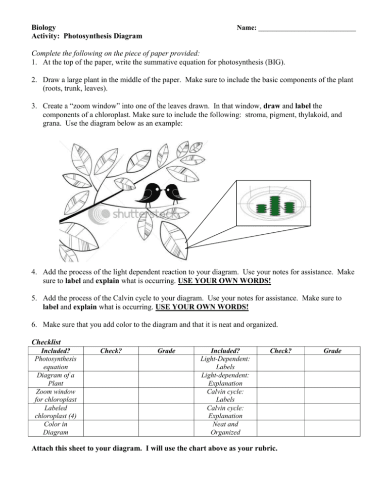 Photosynthesis Diagrams Worksheet Answers