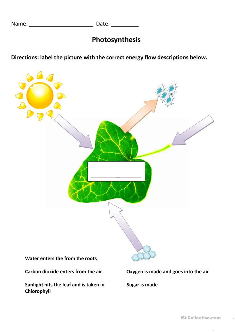 Photosynthesis Diagram  English Esl Worksheets