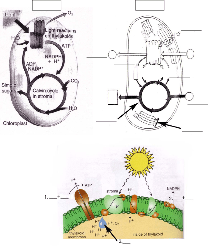 Photosynthesis Diagrams Worksheet Answers