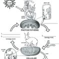 Photosynthesis Diagrams Worksheet On Cooking Merit Badge