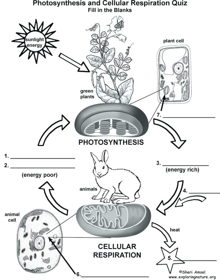 Photosynthesis Diagrams Worksheet On Cooking Merit Badge