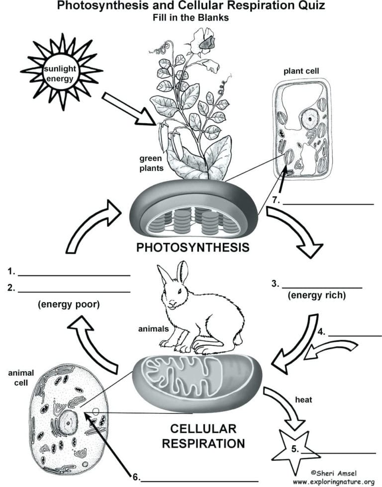 Photosynthesis Diagrams Worksheet Answers