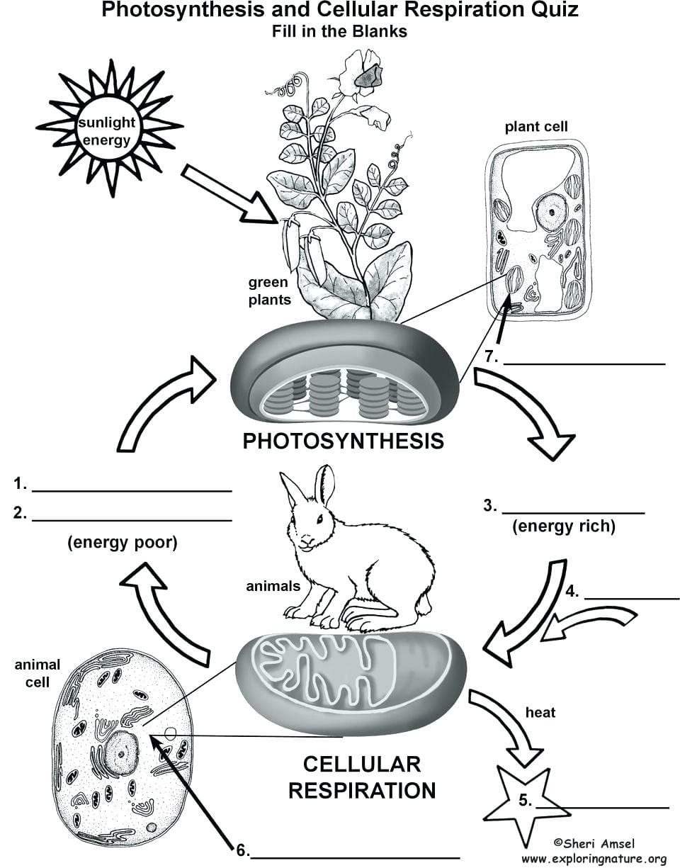 Photosynthesis Diagrams Worksheet On Cooking Merit Badge Db Excel Com   Photosynthesis Diagrams Worksheet On Cooking Merit Badge 