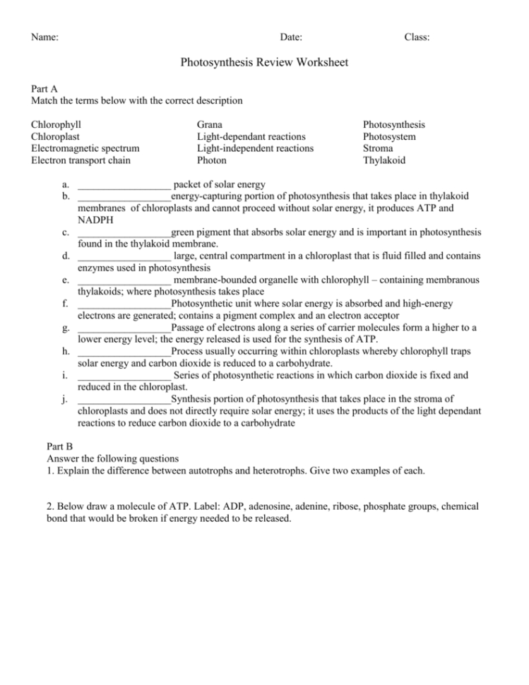 Photosynthesis Review Worksheet