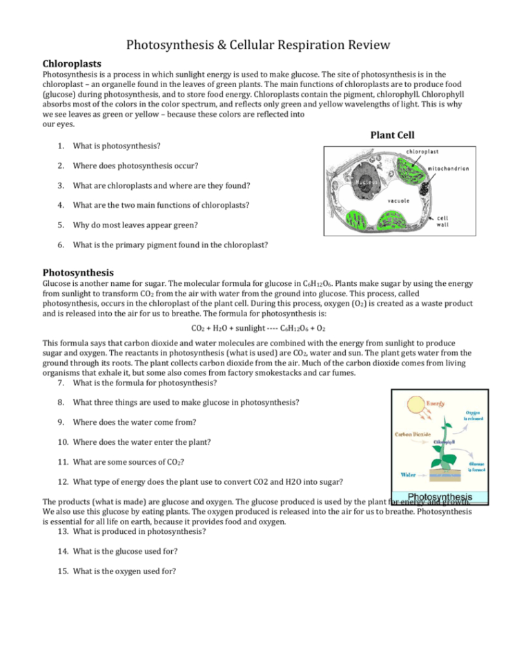 Photosynthesis Review Worksheet