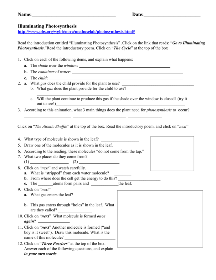 Mutation Virtual Lab Worksheet Answers / Calorimetry Lab Worksheet for