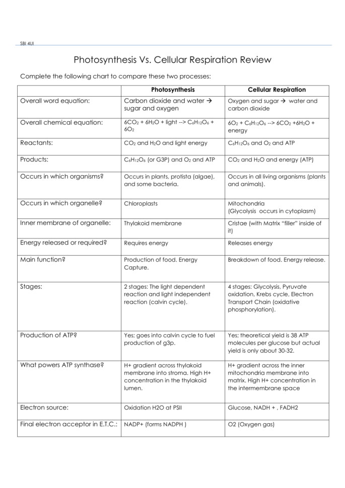 Photosynthesis Vs Cell Respiration Worksheet Answers