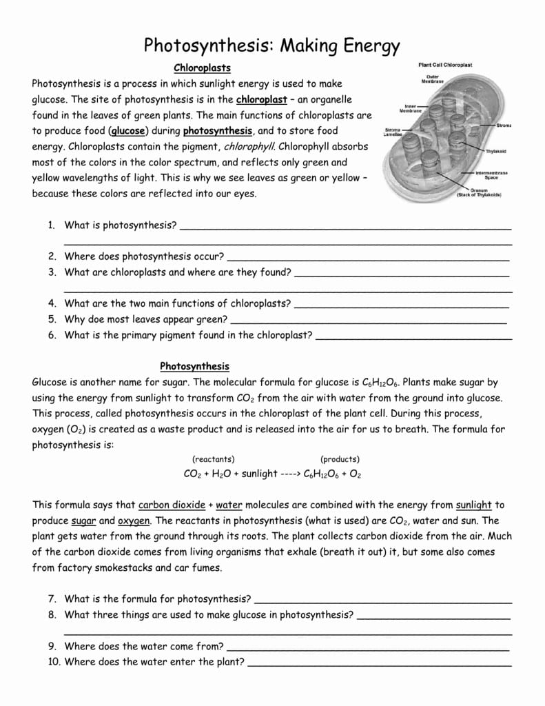 Photosynthesis Worksheet Answer Key Division Worksheets Rock