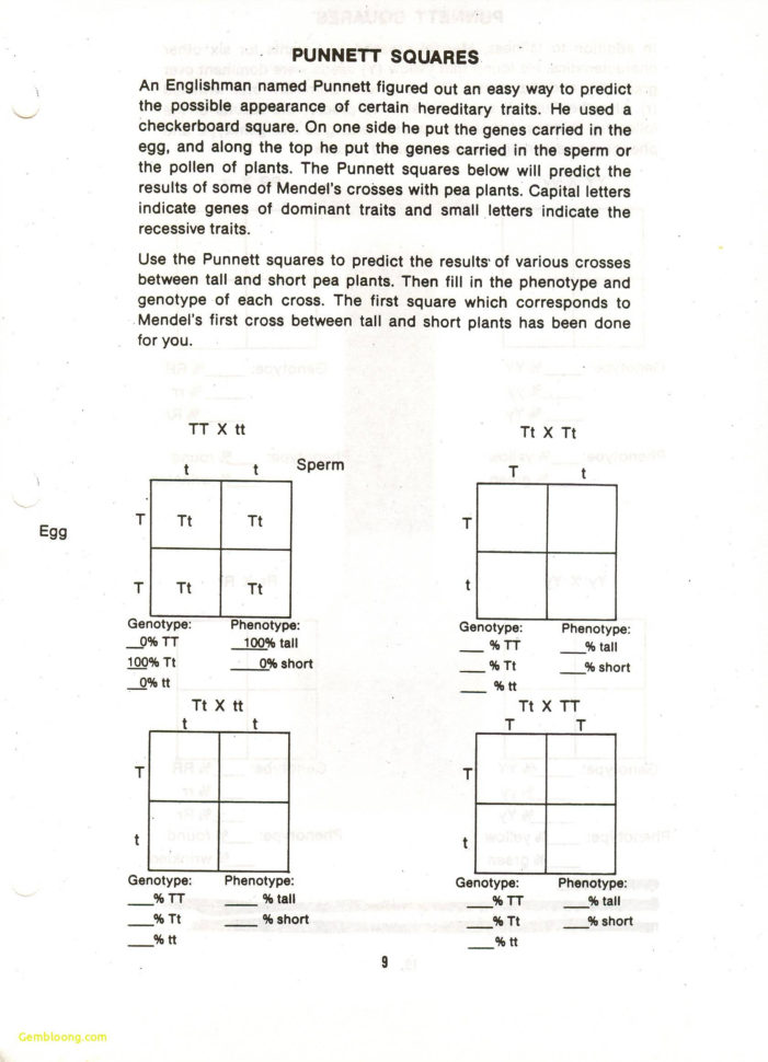 Photosynthesis Worksheet High School  Cramerforcongress
