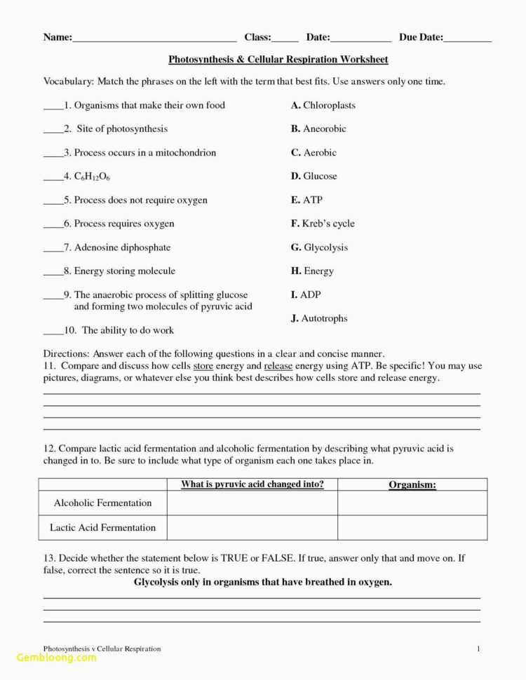 Photosynthesis Worksheet High School  Cramerforcongress