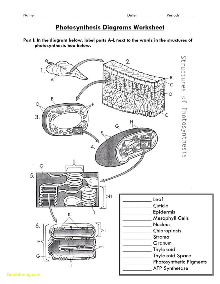 Photosynthesis Worksheet High School  Cramerforcongress