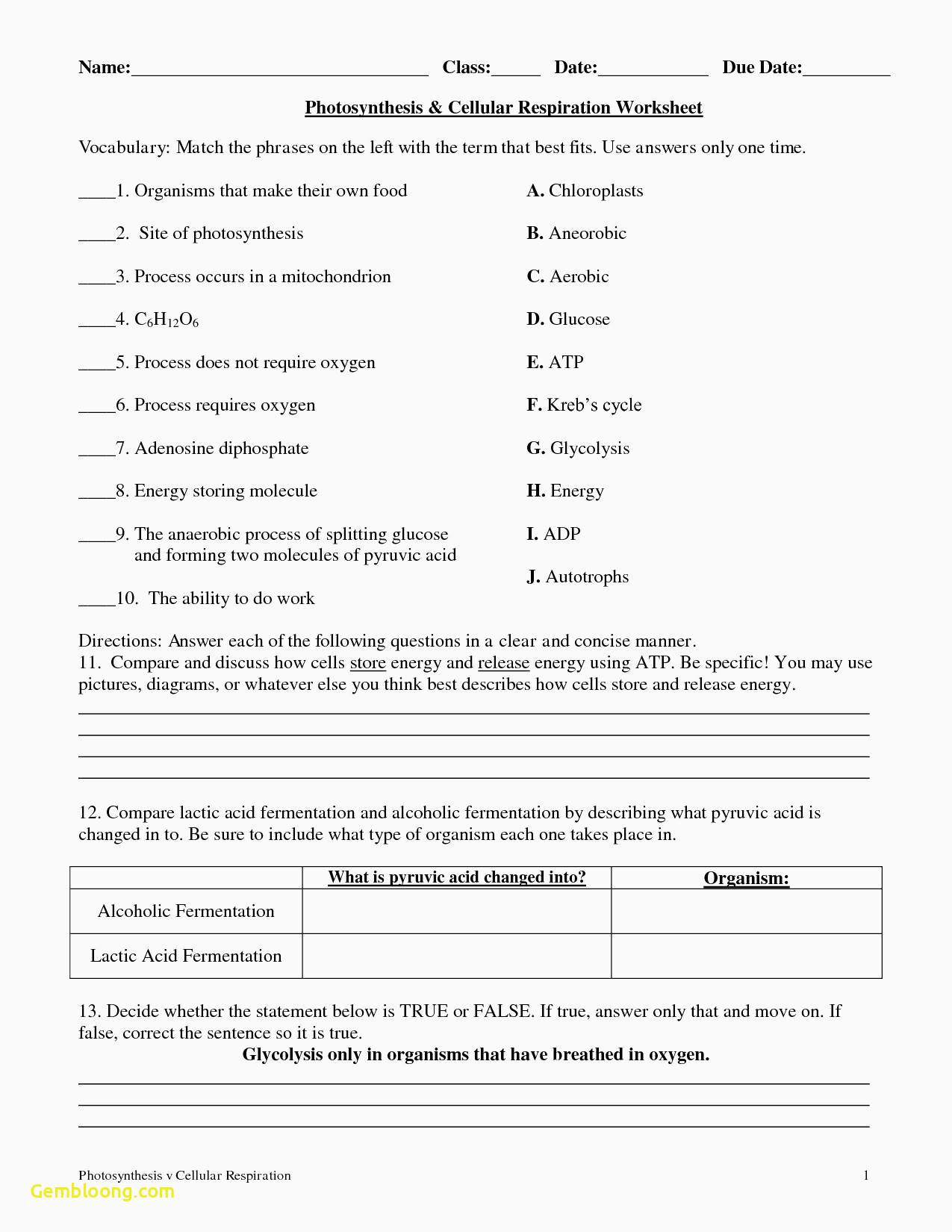 Photosynthesis And Respiration Worksheet Answers