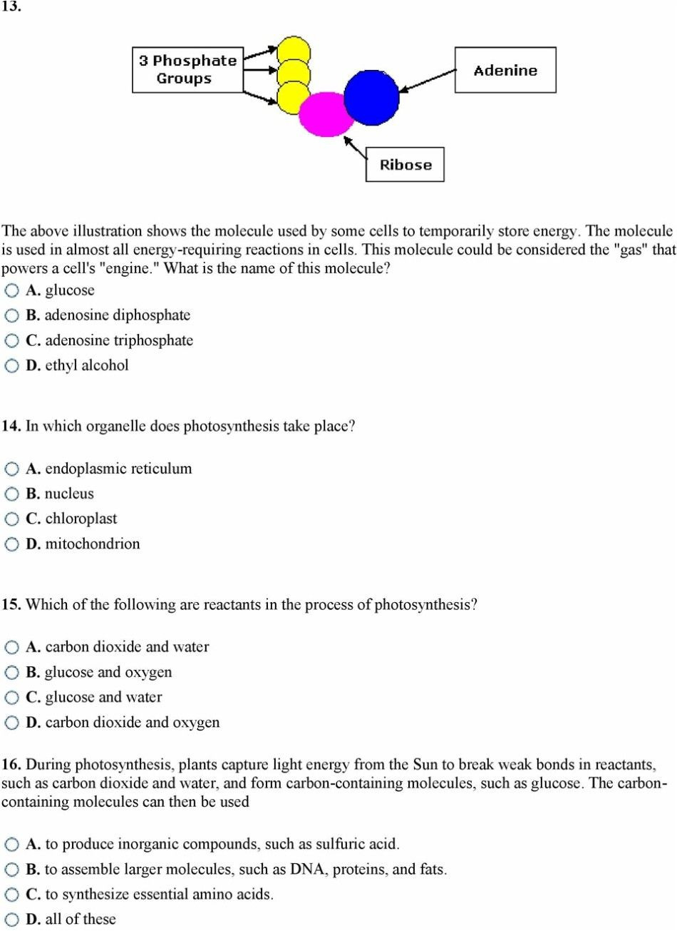 Photosynthesis Worksheet Middle School
