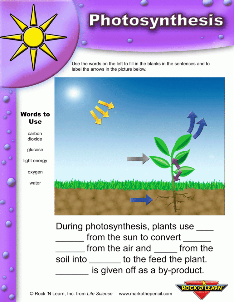 Photosynthesis Worksheets For Elementary Classrooms