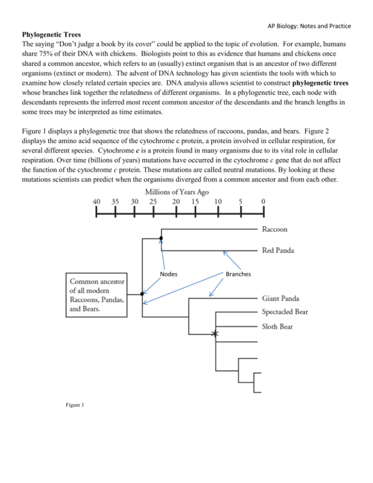 phylogenetic-tree-worksheet-db-excel