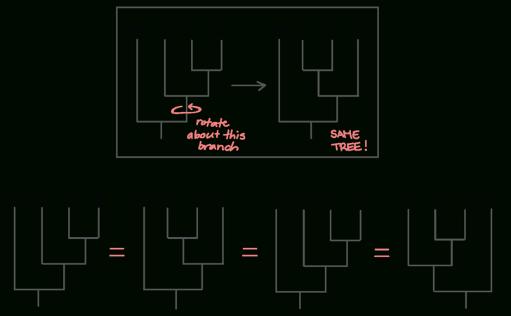 Phylogenetic Tree Worksheet