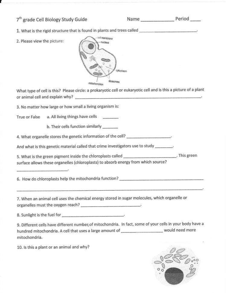 Conservation Of Energy Worksheet Answers