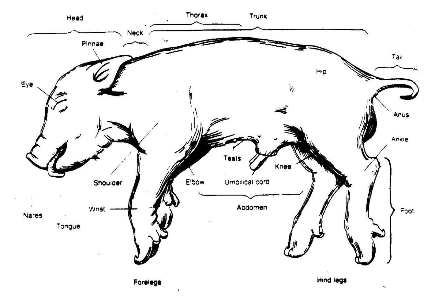 fetal pig dissection digestive system diagram