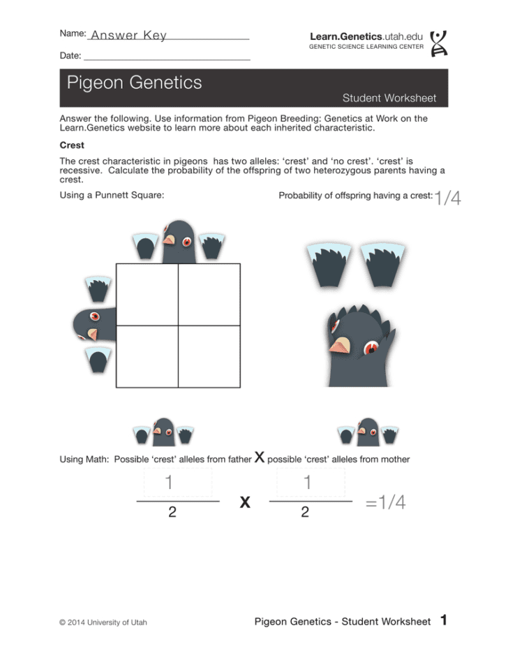 Genetics Worksheet Answer Key