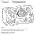 Plant And Animal Cell Coloring Worksheets Animal Cell
