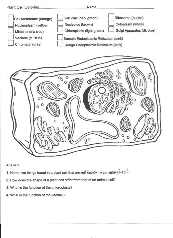 Plant And Animal Cell Coloring Worksheets Animal Cell