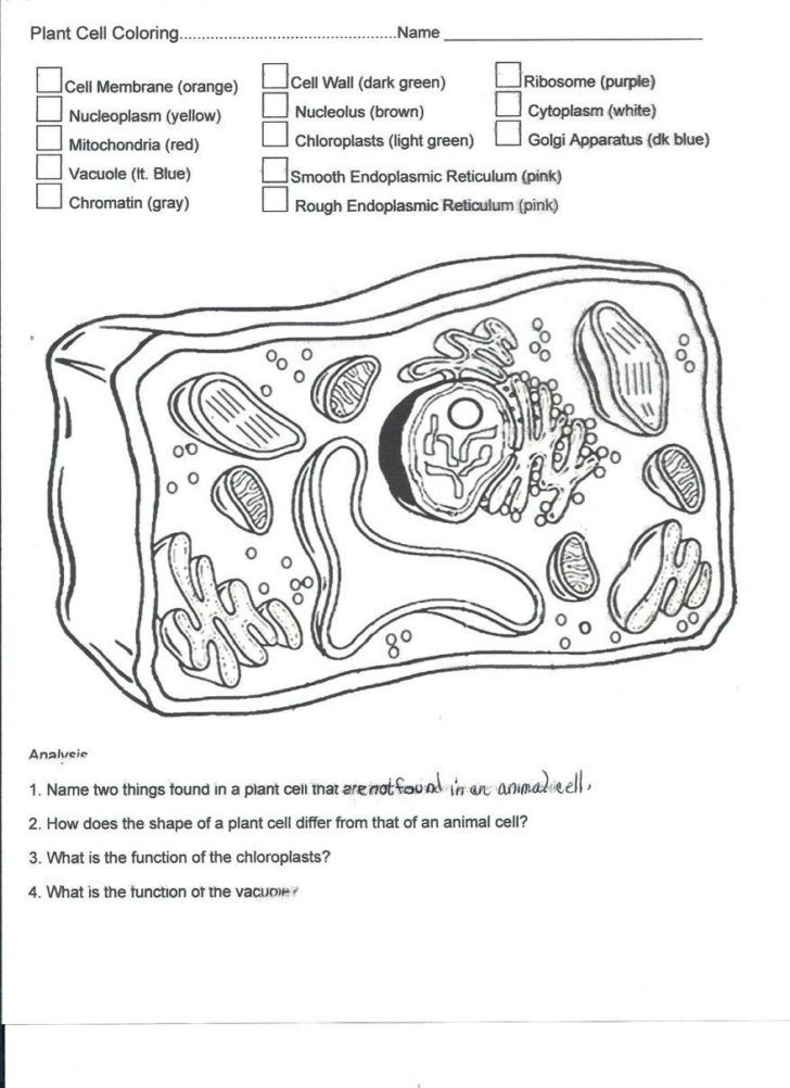 Plant And Animal Cell Coloring Worksheets