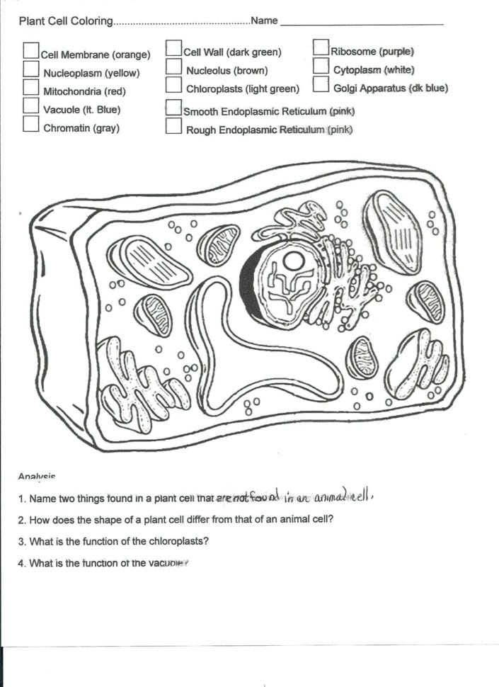 Plant And Animal Cell Coloring Worksheets Key – Brotherprintco