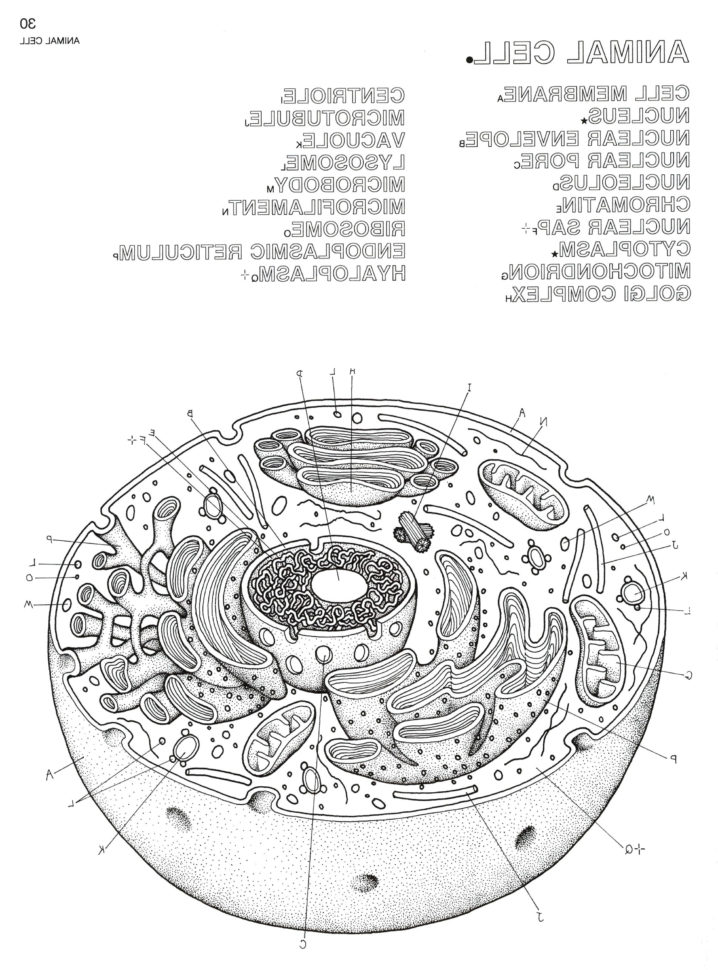 Plant And Animal Cell Coloring Worksheets Key – Brotherprintco
