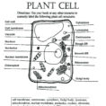 Plant And Animal Cell Coloring Worksheets Key – Brotherprintco