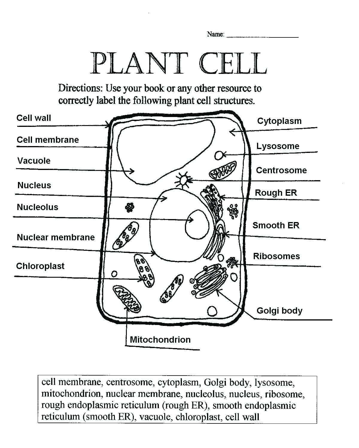 Plant And Animal Cell Coloring Worksheets Key – Brotherprintco