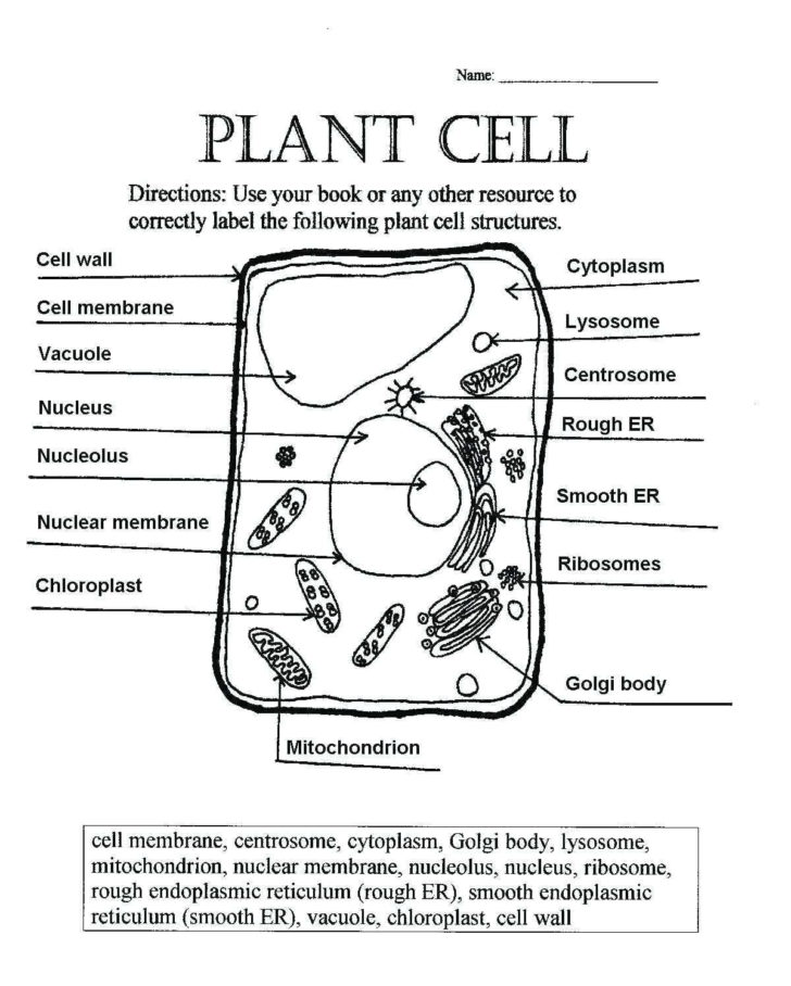 animal-cell-worksheet-labeling-db-excel