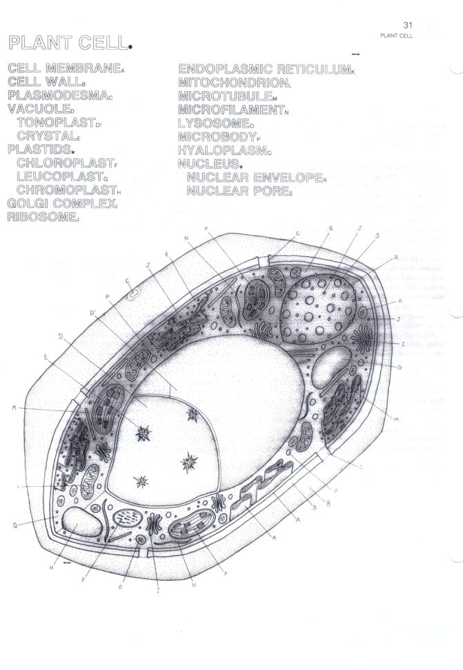 Plant And Animal Cell Coloring Worksheets Key – Brotherprintco Plant And Animal Cell Coloring Worksheets Key – Brotherprintco