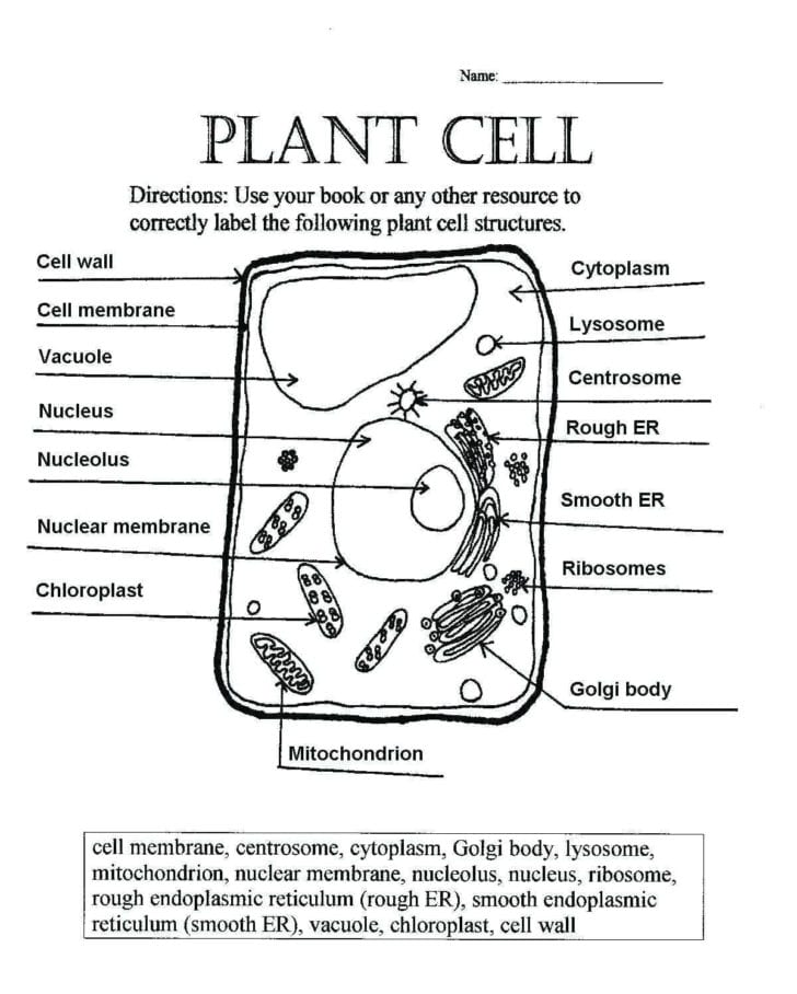 Cells Alive Plant Cell Worksheet Answer Key — db-excel.com