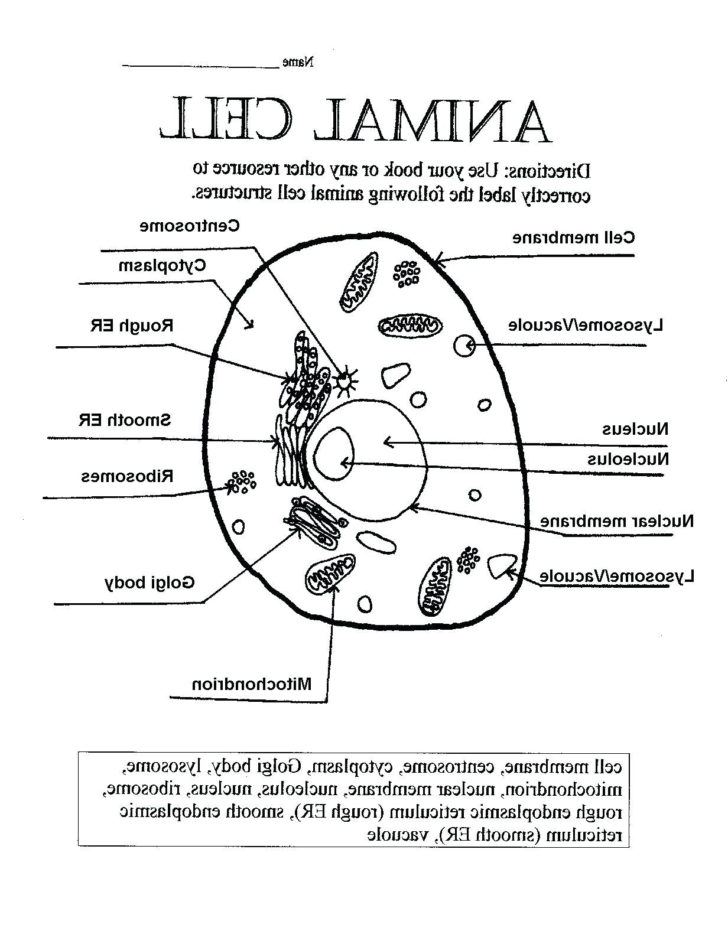 Labelling Plant And Animal Cells Worksheet