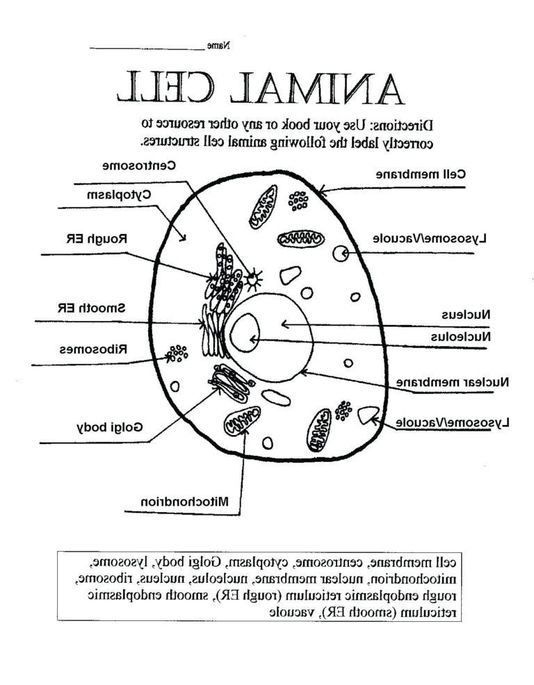 Organelles Of The Animal Cell Worksheets