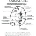 Plant Animal Cell Coloring Worksheets – Maydaysheetco