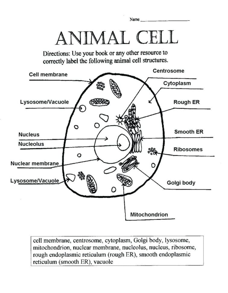 Plant Animal Cell Coloring Worksheets – Maydaysheetco