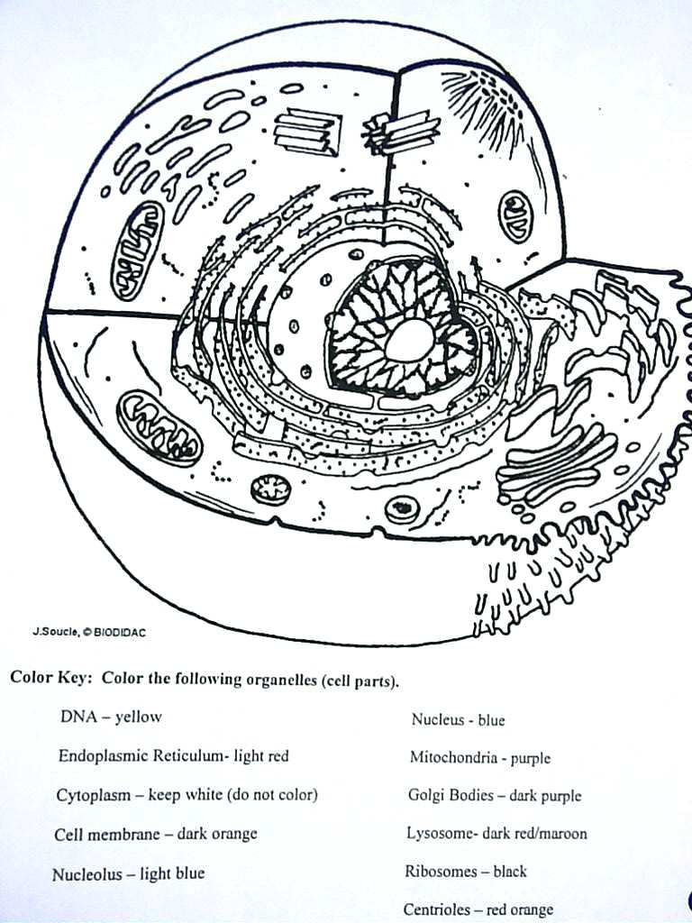 Plant Animal Cell Coloring Worksheets – Maydaysheetco