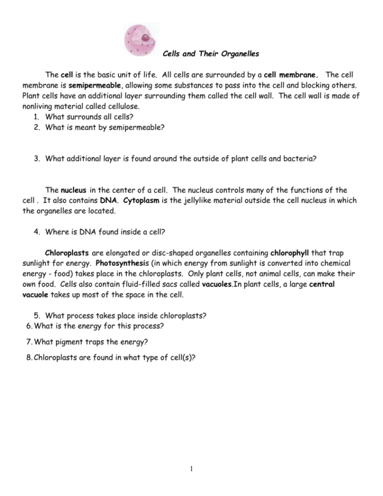Plant  Animal Cells And Their Organelles