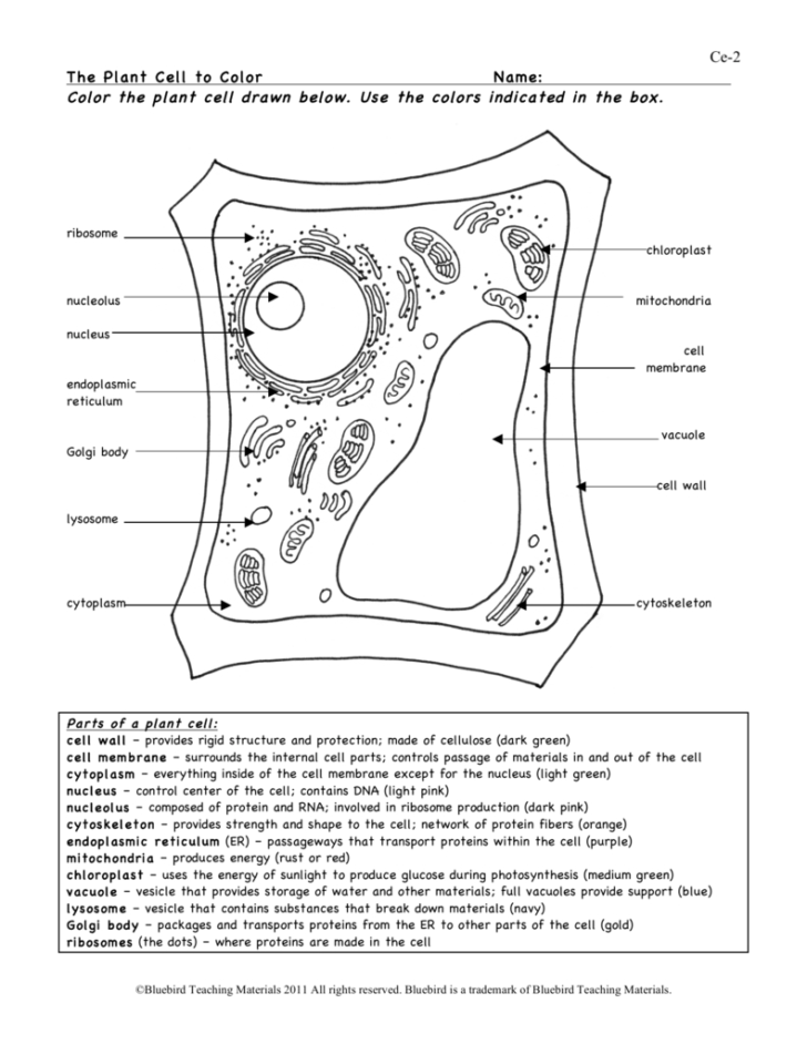 Plant Cell Diagram Worksheet