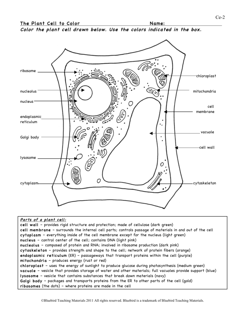 Plant Cell Worksheet Answers — db-excel.com