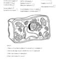 Plant Cell Coloring
