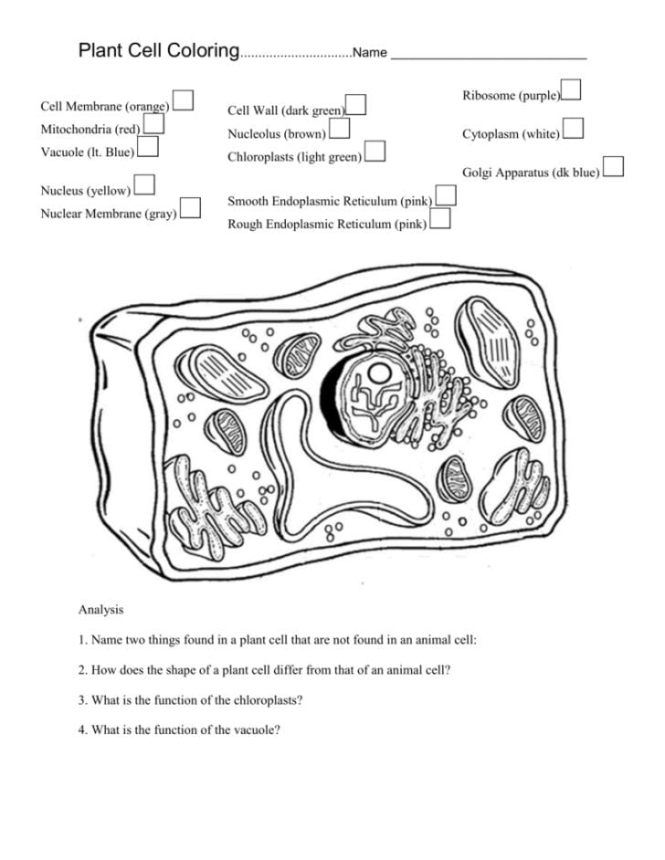 Plant Cell Coloring — db-excel.com