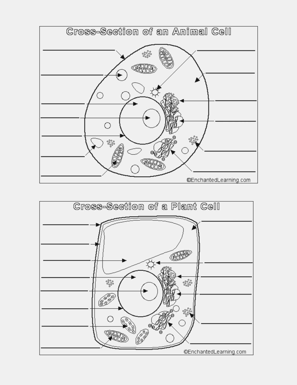 Plant Cell Coloring Pag Animal And Plant Cell Labeling Worksheet
