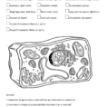 Plant Cell Coloring Sheet 3 791×1024 On Plant Cell Coloring
