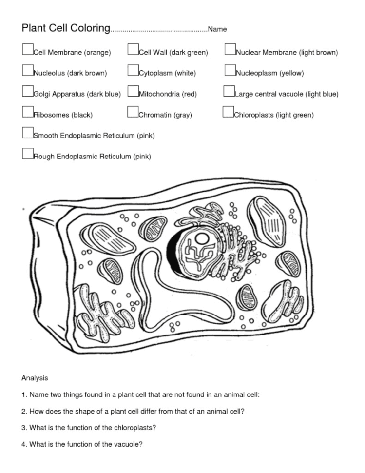 Plant Cell Coloring Sheet 3 791×1024 On Plant Cell Coloring